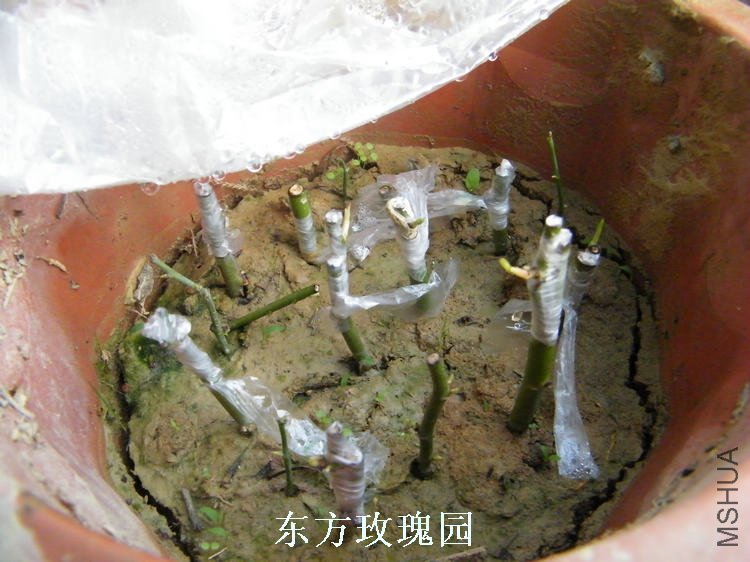 DSCF5774.jpg