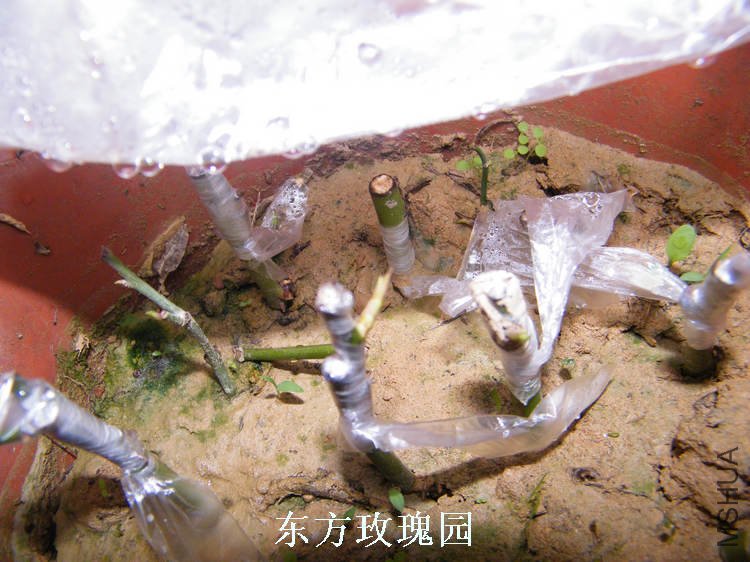 DSCF5773.jpg