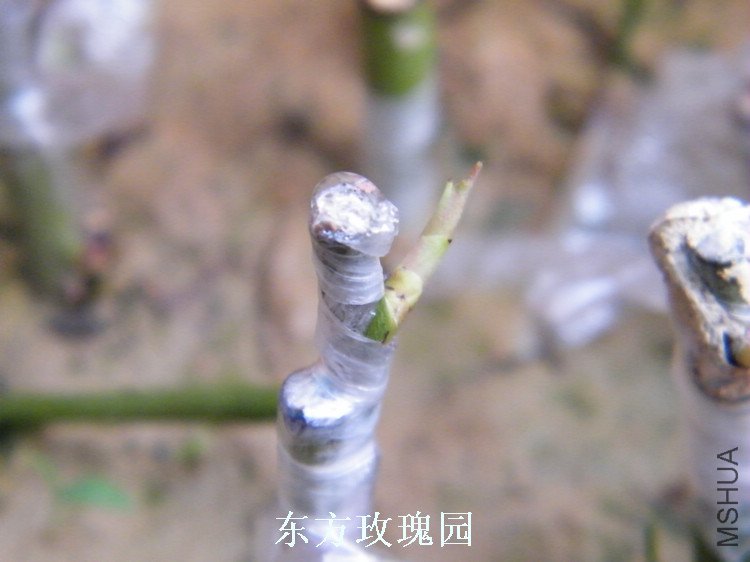 DSCF5776.jpg