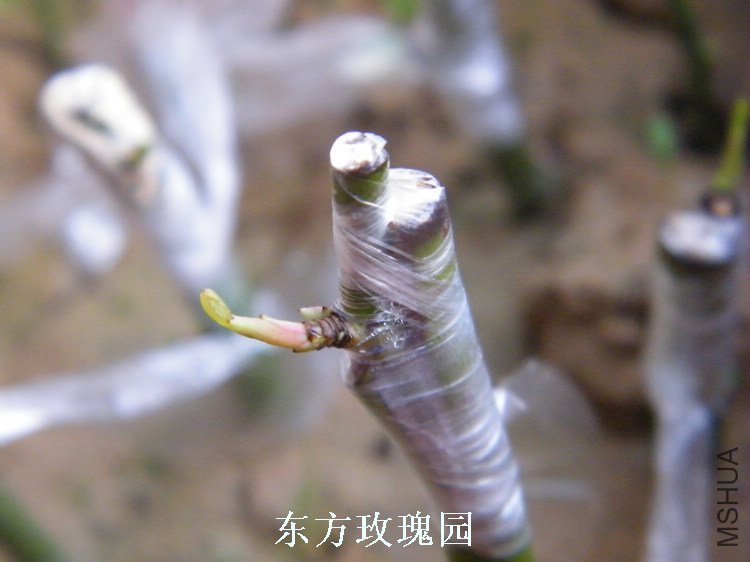 DSCF5775.jpg