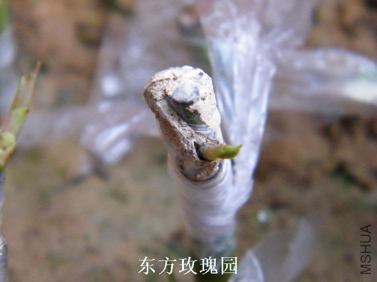 DSCF5778.jpg
