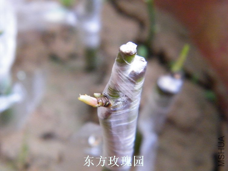 DSCF5779.jpg