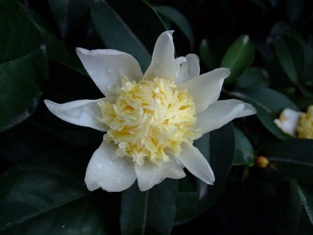 ��Ƭ10-11-26 00311.jpg