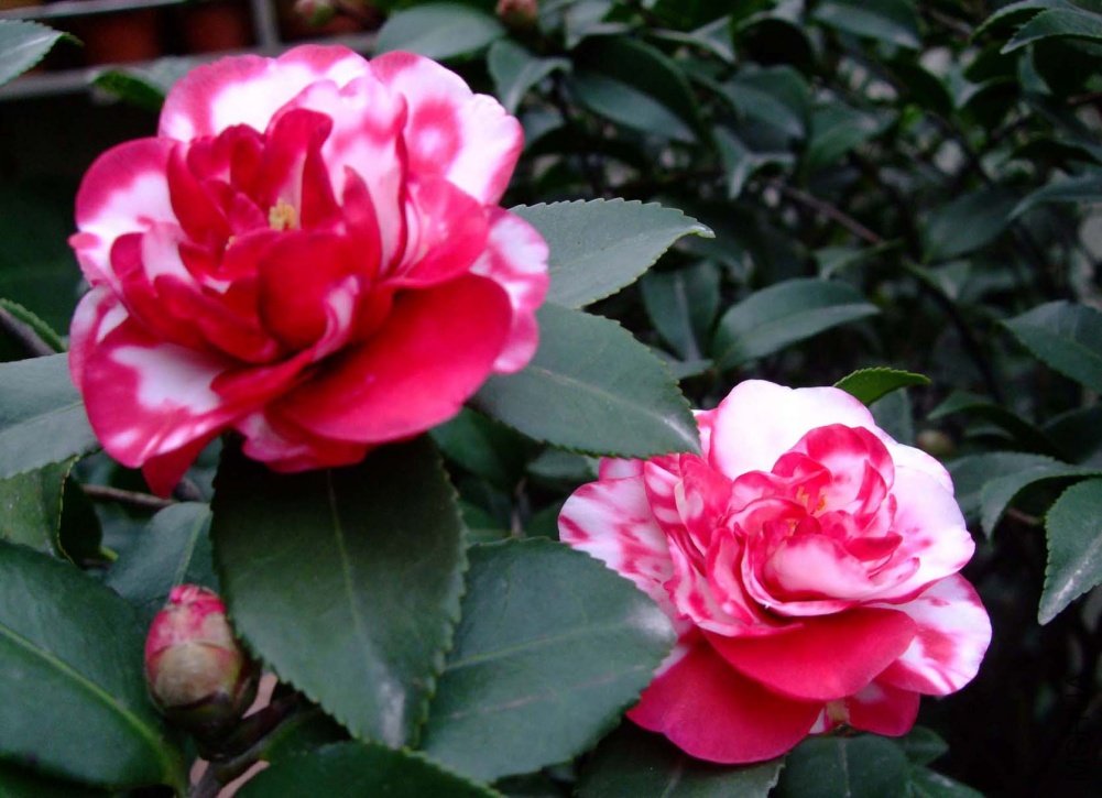 ��Ƭ10-11-26 01211.jpg