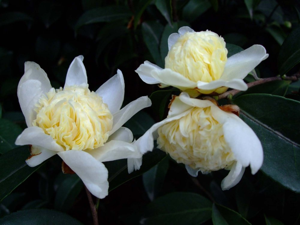 ��Ƭ10-11-26 01011.jpg