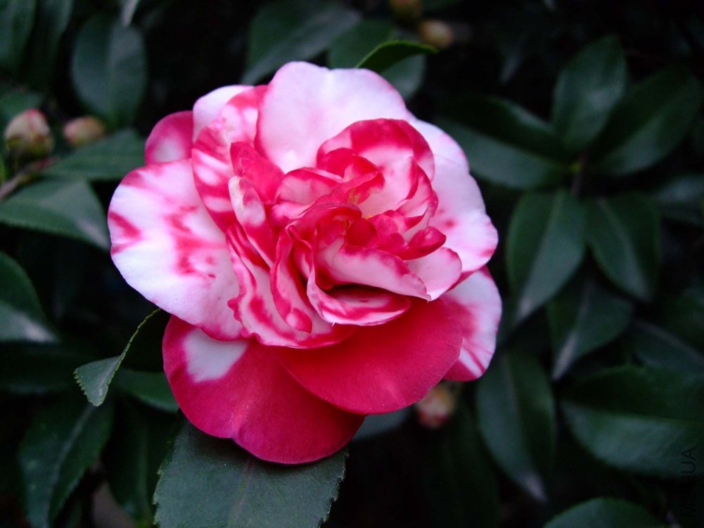 ��Ƭ10-11-26 01611.jpg