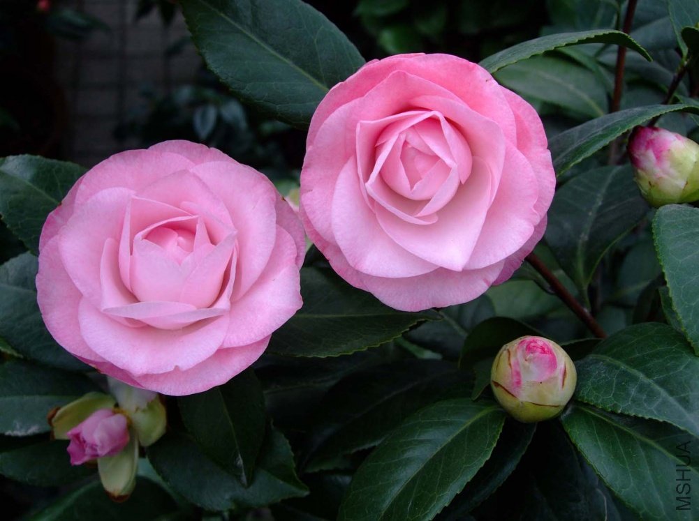 ��Ƭ10-11-26 00711.jpg