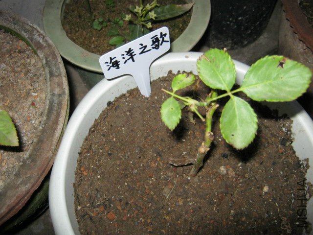IMG_0095.JPG