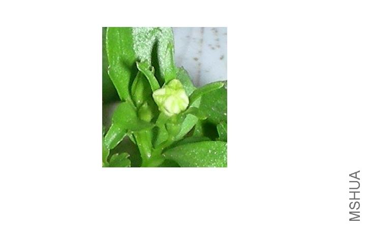 3���׸ߵ�С���Ļ���