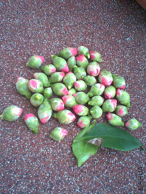 ժ����Ļ����Ͳ�Ҷ