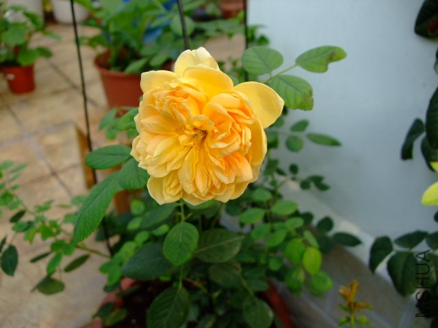 DSCF3832.JPG