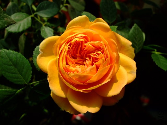 DSCF0227.JPG