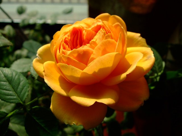 DSCF0228.JPG