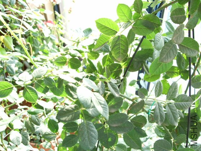 DSCF0217.JPG