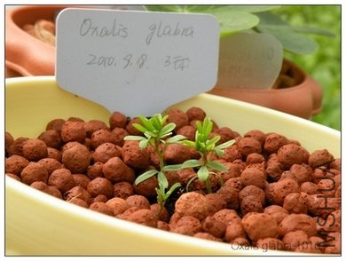 Oxalis glabra-1016.jpg