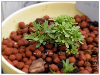 Oxalis glabra 11.23.jpg