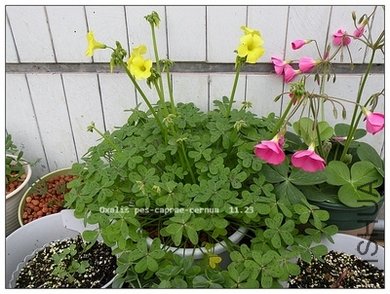Oxalis pes-caprae-cernua11.23.jpg