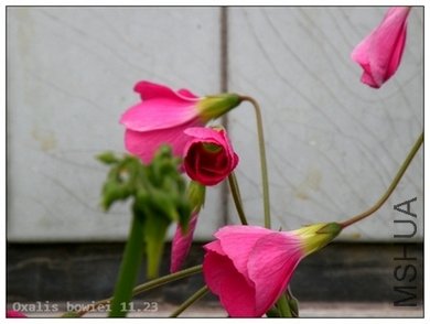 Oxalis bowiei 11.23.jpg