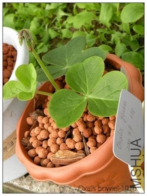 Oxalis bowiei-1016.jpg