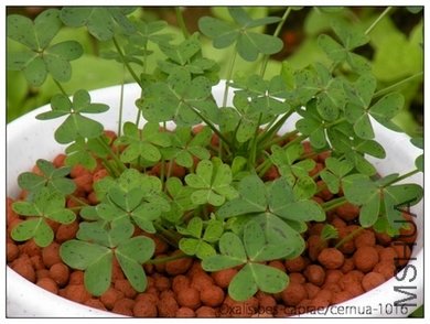 Oxalis pes-caprae-cernua-1016.jpg