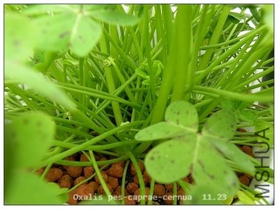 Oxalis pes-caprae-cernua 11.23..jpg