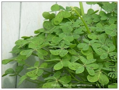 Oxalis pes-caprae-cernua 11.23.jpg