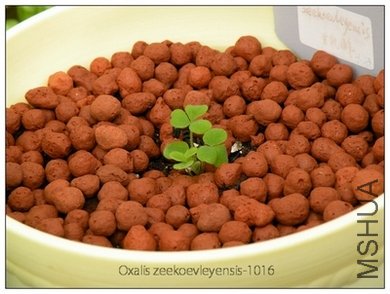 Oxalis zeekoevleyensis-1016.jpg