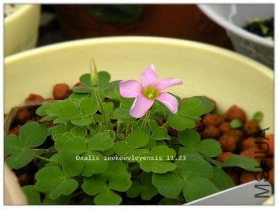 Oxalis zeekoevleyensis 11.23.jpg