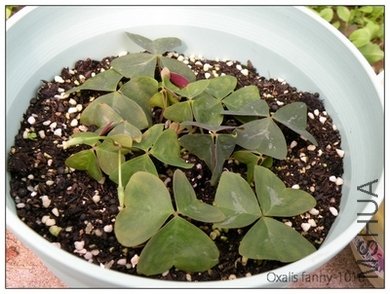 Oxalis fanny-1016.jpg