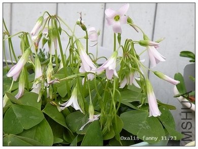 Oxalis fanny 11.23.jpg