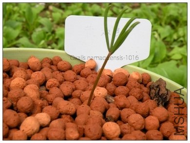 Oxalis namaquensis-1016.jpg