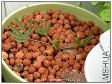 Oxalis namaquensis11.23.jpg