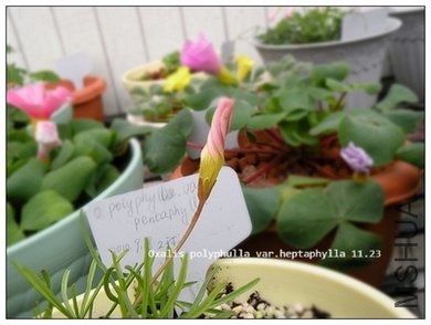 Oxalis polyphulla var.heptaphylla 11.23.jpg