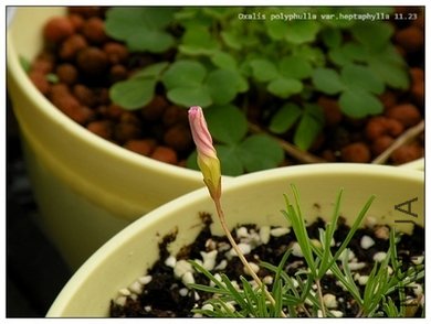 Oxalis polyphulla var.heptaphylla 11..23.jpg