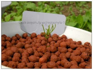 Oxalis polyphulla var.heptaphylla-1016.jpg