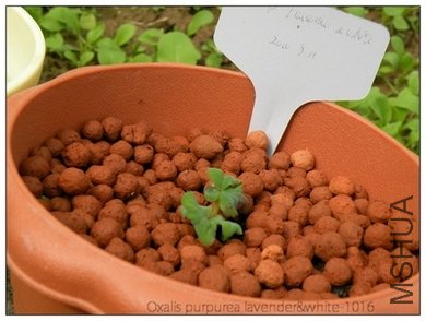 Oxalis purpurea lavender&white-1016.jpg