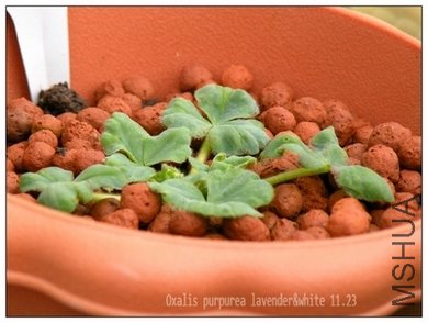 Oxalis purpurea lavender&white-1123.jpg