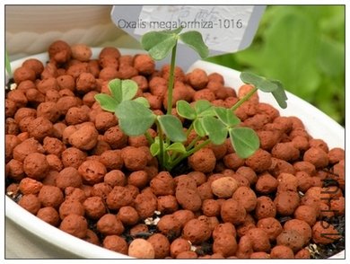 Oxalis megalorrhiza-1016.jpg