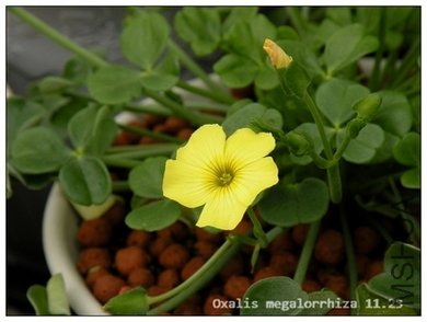 Oxalis megalorrhiza 11.23..jpg