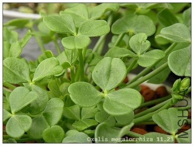 Oxalis megalorrhiza 11.23.jpg