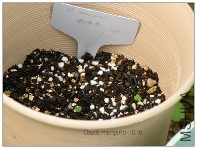 Oxalis manjano-1016.jpg