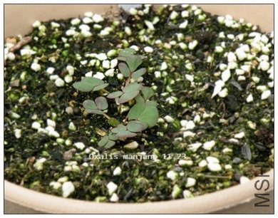 Oxalis manjano 11.23.jpg