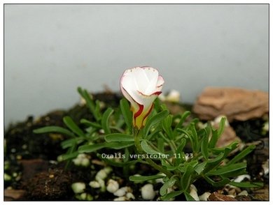 Oxalis versicolor 11.23.jpg