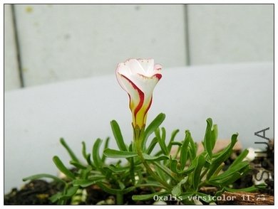 Oxalis versicolor 1123.jpg