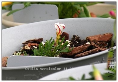 Oxalis versicolor 11.23..jpg