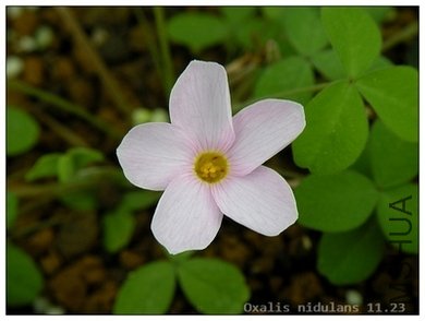 Oxalis nidulans 11.23.jpg