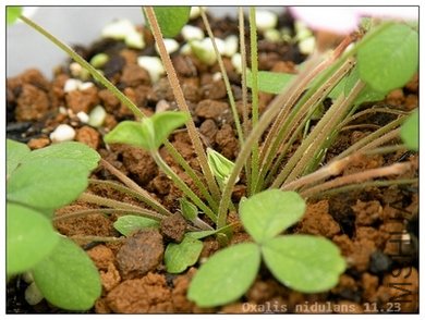 Oxalis nidulans 11.23..jpg