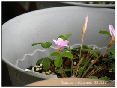 Oxalis nidulans 11..23.jpg