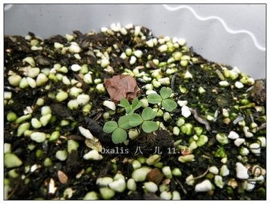 Oxalis ��һ�� 11.23.jpg