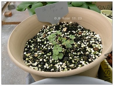 O.B.Rose 11.23.jpg